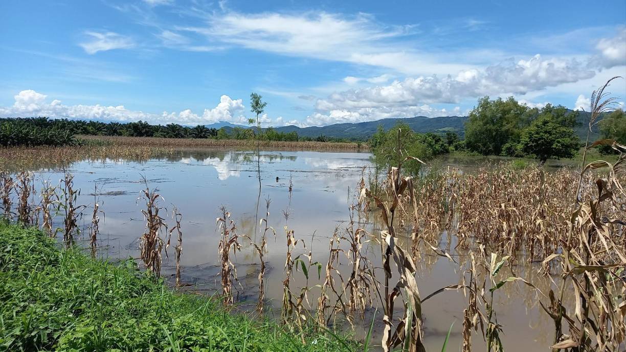“Ante el alarmante aumento en el caudal del río Ulúa, el Codem de Potrerillos, Cortés, se encuentra activo y en constante monitoreo para determinar las acciones a seguir en las próximas horas”, publicaron las autoridades municipales.