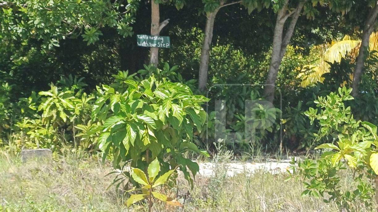 Los cayos son elegidos por varias especies de tortugas para anidar. En el cayo Nicolás hay varios rótulos que identifican los senderos que usan estos reptiles para poner sus huevos e incubarlos.