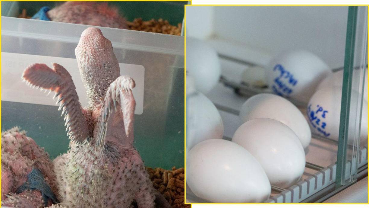 <b>En la reproducción asistida, los huevos se colocan en incubadoras donde a temperaturas reguladas, las crías logran crecer y romper por su cuenta el caparazón. De ahí en adelante, el personal realiza trabajo manual para garantizar su alimentación e higiene.</b>