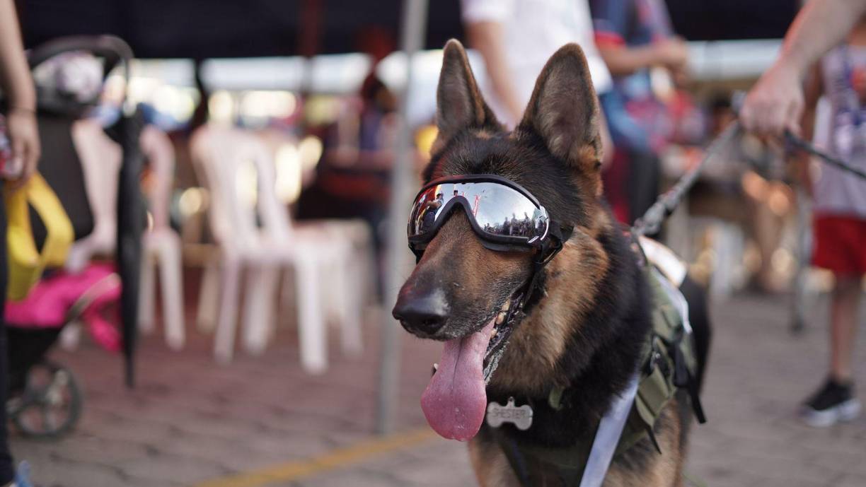 La Maratón de LA PRENSA concluyó con éxito. Familias completas corrieron por las calles de San Pedro Sula y ni siquiera sus mascotas se quedaron en casa.