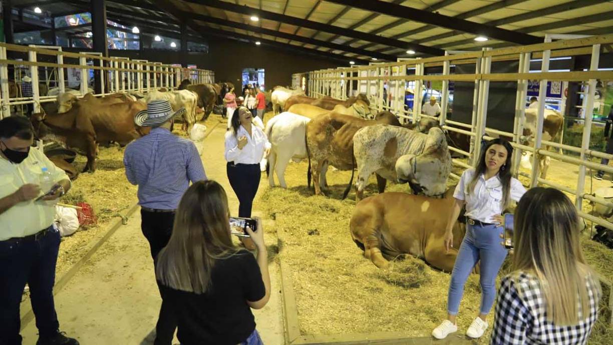 Hay granja infantil con animales miniatura, concurso de danzas típicas, juzgamientos, show de luces, rodeo infantil, show de caballos cuarto de milla, concurso de vuelco y maneo, show canino y conciertos nacionales.