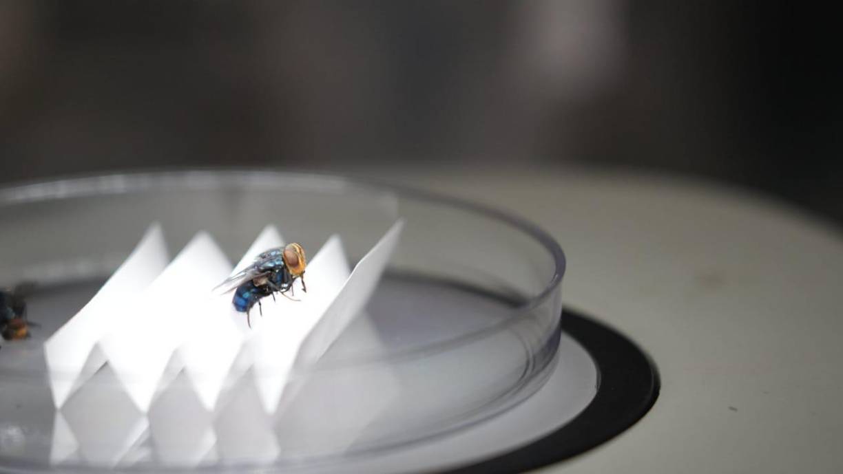 Las autoridades estiman liberar unas 84 millones moscas estériles en las fronteras hondureñas con Nicaragua y Guatemala. La técnica del insecto estéril es un método para controlar plagas de insectos, como la mosca del gusano barrenador, consiste en liberar insectos estériles en una zona infestada; se crían en masa los insectos que causan la plaga y se esterilizan con radiación.