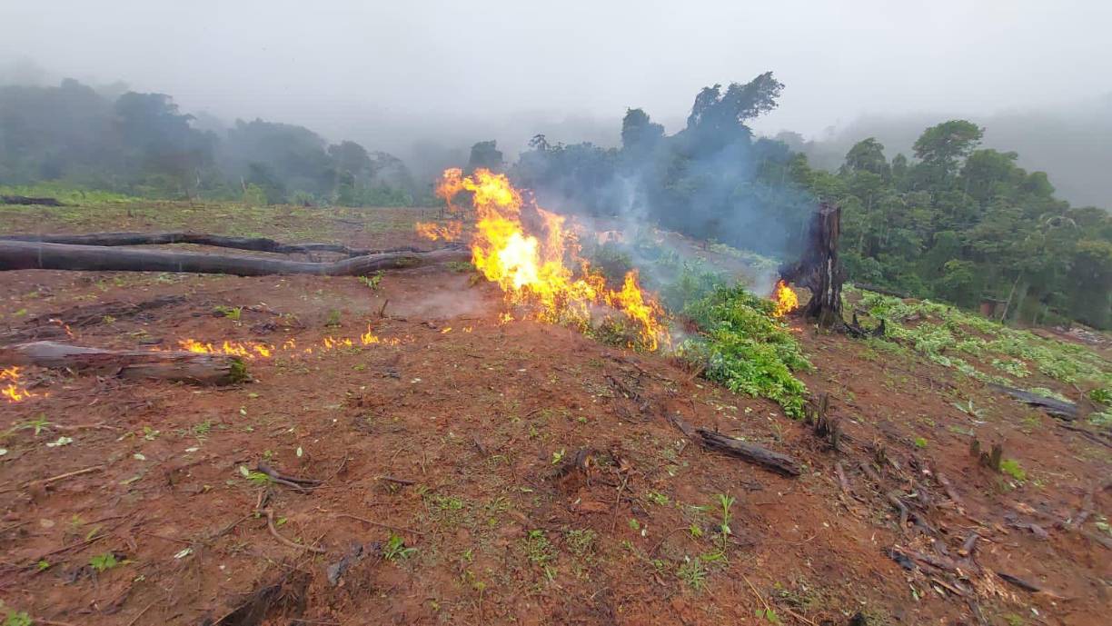 Las plantaciones de hoja de coca fueron aseguradas en una zona montañosa del departamento de Olancho. 