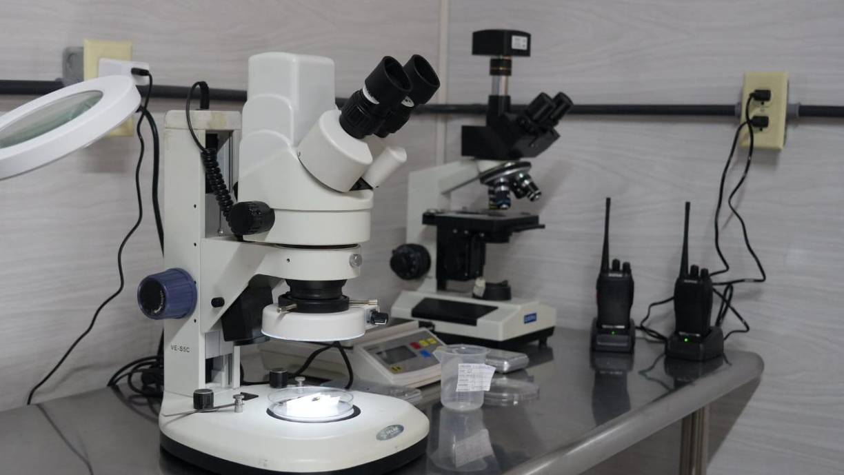 Al cumplir el ciclo se liberan los insectos estériles en las zonas afectadas, donde compiten con los insectos portadores por aparearse con las hembras; al aparearse con los insectos estériles, las hembras no producen descendencia, lo que reduce la población de la plaga.