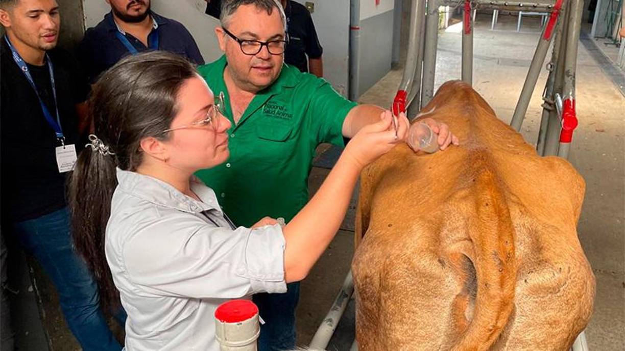 Desde que se conoció el primer caso de la enfermedad del gusano barrenador en Panamá se comenzaron las acciones para frenar su avance, a la fecha en la región centroamericana se han dispersado 5,145 millones de moscas estériles, desde Panamá hasta Honduras. Foto de Costa Rica, también afectada con la plaga. 