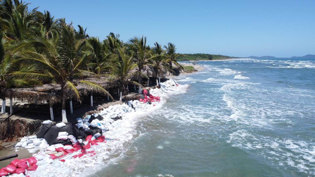 De no haber sido por los más de 200,000 que colocaron con arena, ninguna de las champas se habría salvado. De acuerdo a Murillo, este fenómeno puede volver a repetirse por lo que ahora ya están más atentos a lo que puede suceder y prepararse, por el perjuicio económico que representa.