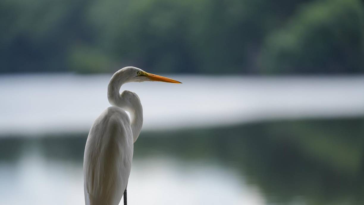 16) Los cambios en las condiciones ambientales traerán también cambios en la flora y fauna existentes en el sitio, llegando a ocasionar la pérdida de especies endémicas.
