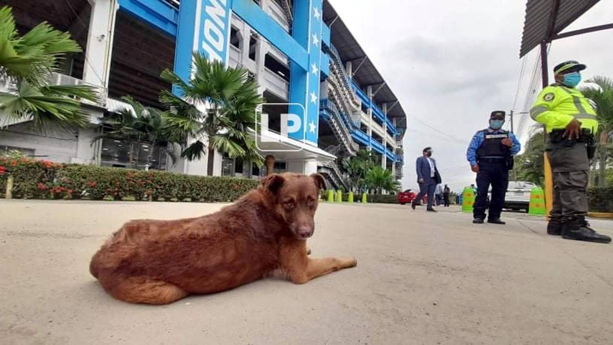 Quien no podía faltar al partido era ‘firulais‘. El invitado especial.