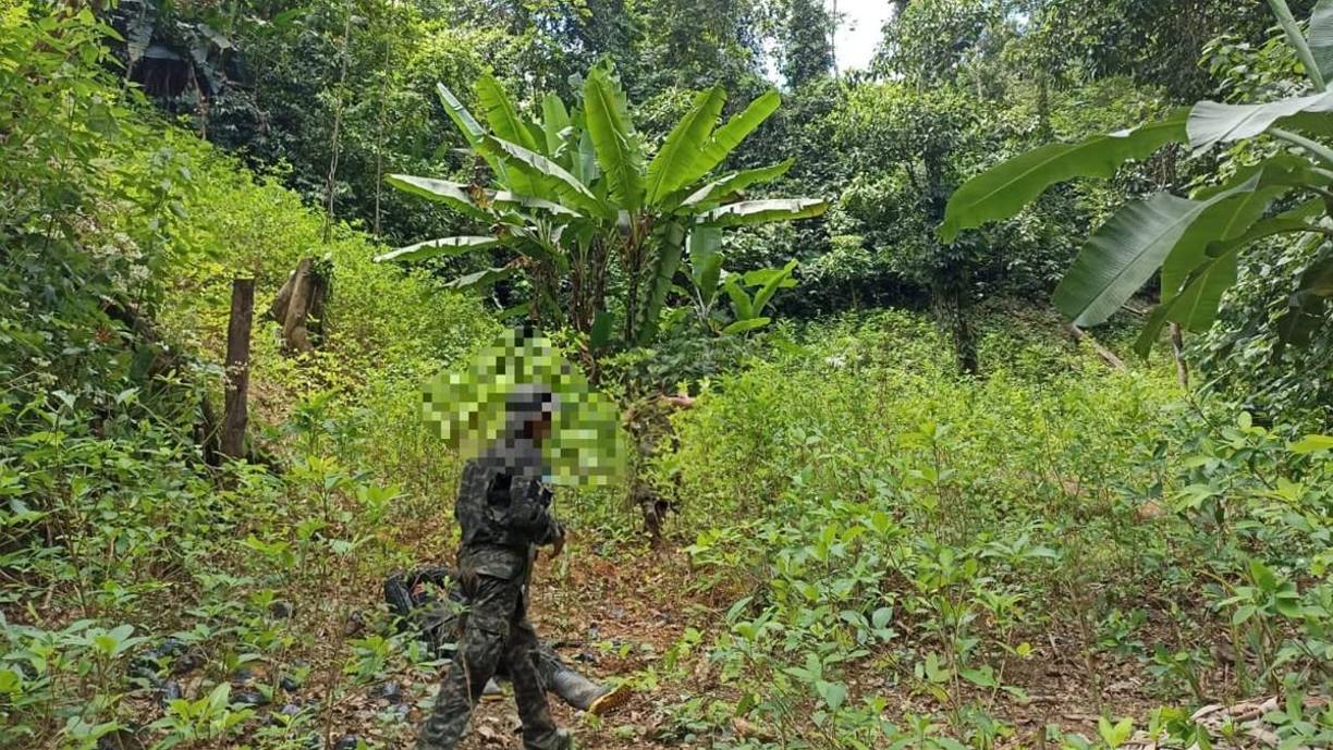 Las operaciones comenzaron esta semana, en esa zona del territorio nacional. Ahí se informó sobre un predio cultivado con arbustos de supuesta coca y dos pistas clandestinas.