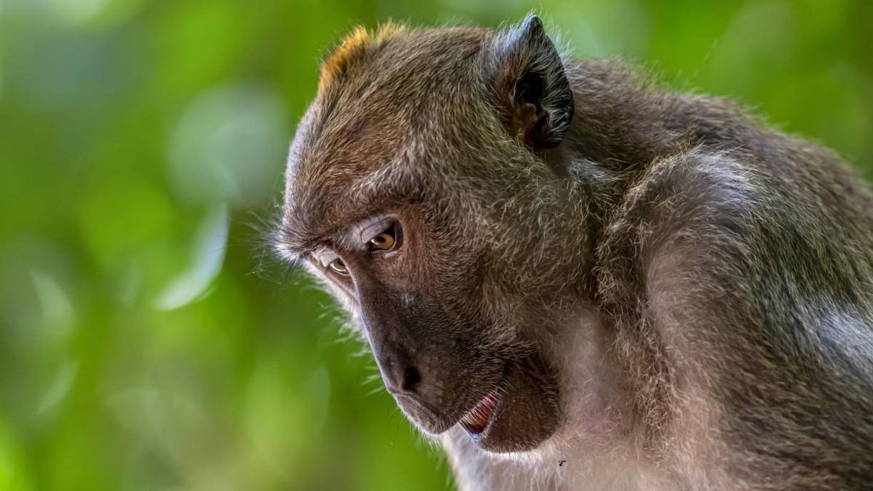 En 2016 se escaparon 19 monos de la misma forma del centro de investigación.