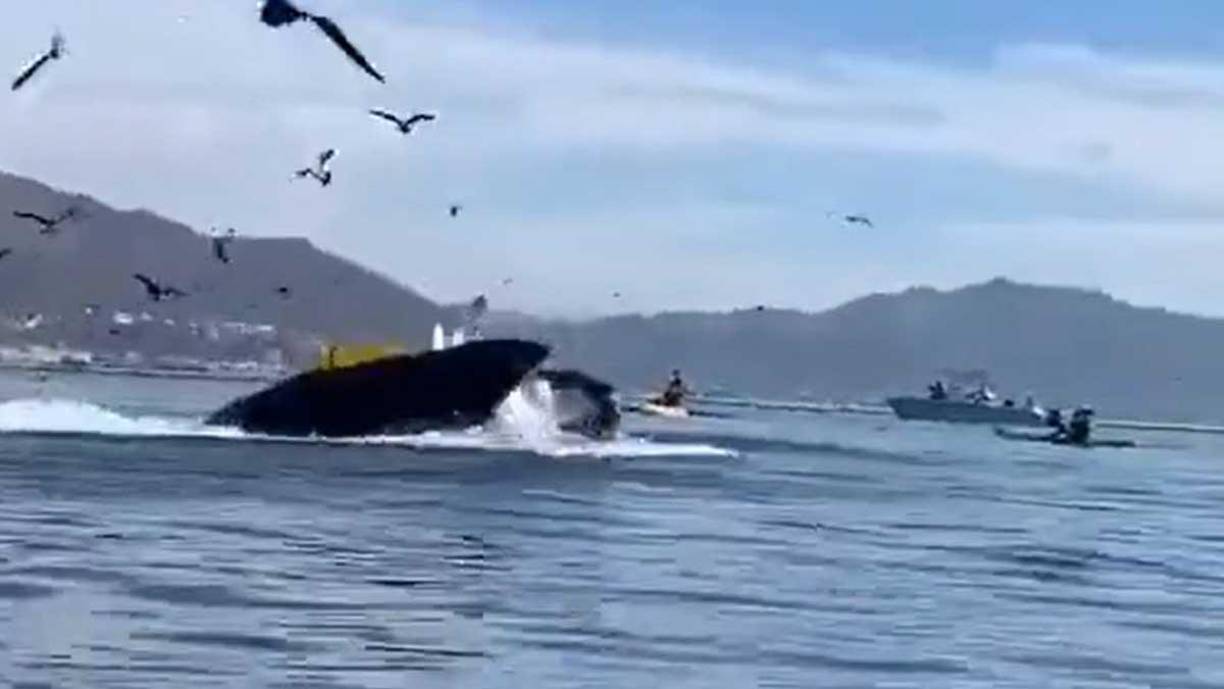 Después el gigante marino las escupió con vida, de milagro.