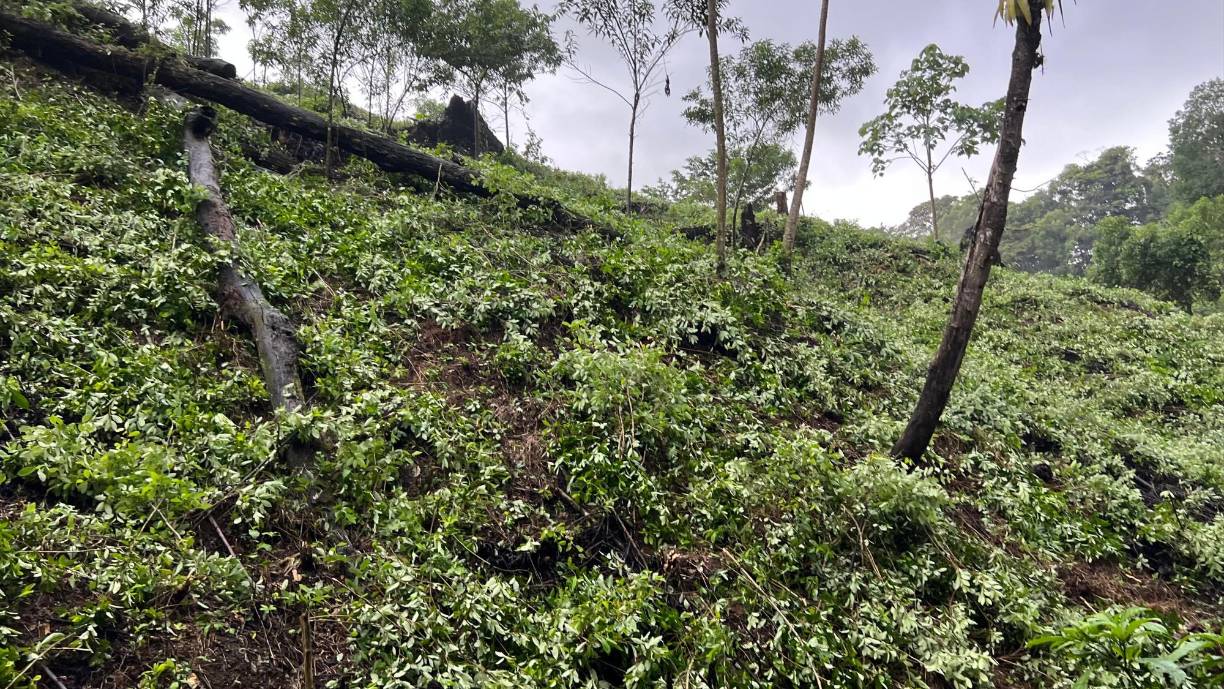En ambas zonas se procedió al desmantelamiento e incineración de estructuras rústicas, que previamente fueron inspeccionadas por técnicos en procesamiento de la escena del crimen de la ATIC, donde se efectuó el levantamiento de indicios y sustancias químicas.