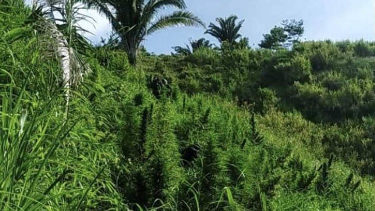 En el terreno habían dos plantaciones más de droga y dos edificaciones rústicas de fabricación artesanal, las cuales eran utilizadas para el secado y empaque del alucinógeno.