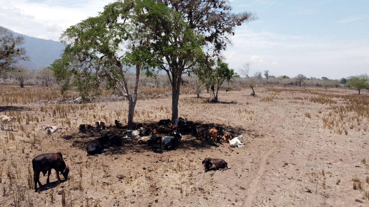 En busca de pasto y agua las vacas mueren ante la sequía que impera en los potreros, donde aseguran que no ha llovido desde hace seis meses.