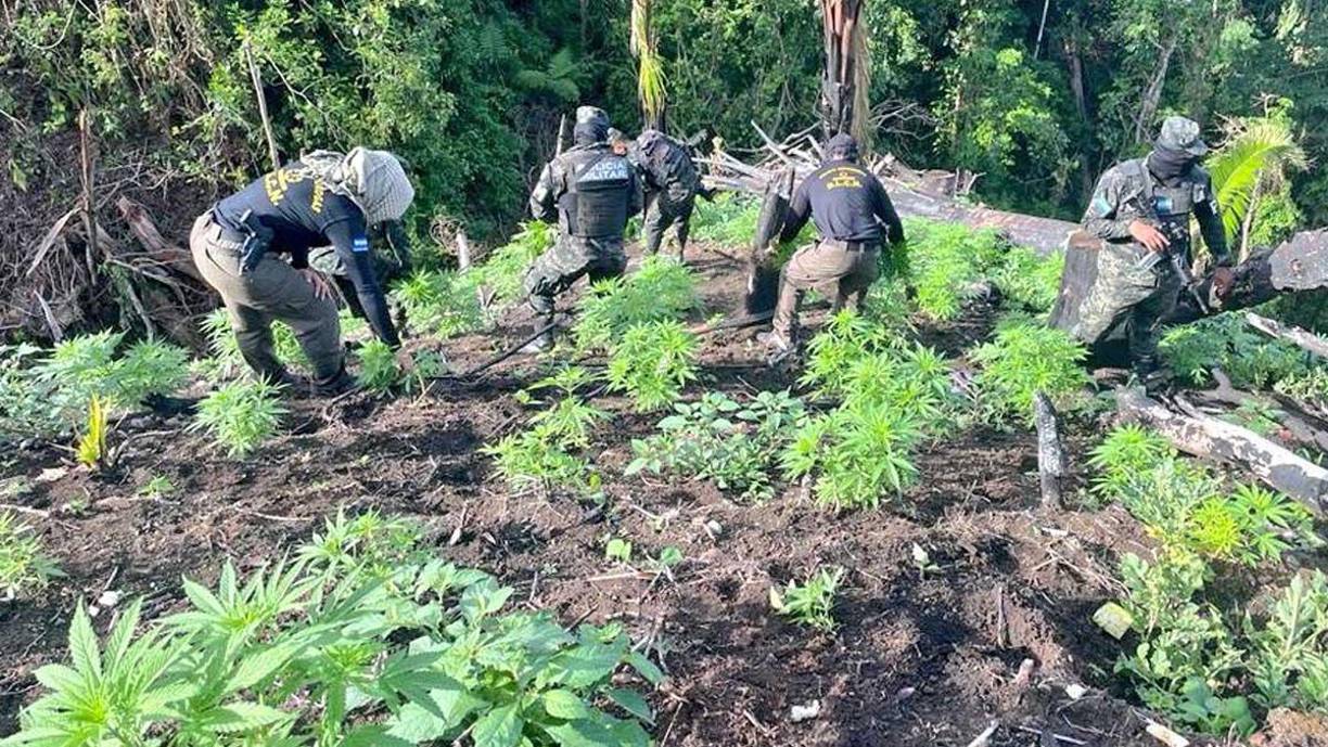 Elementos de las Fuerzas Armadas desentierran las plantas de marihuana. 