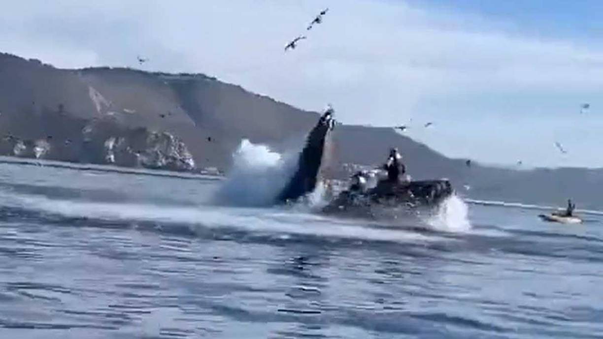 Las mujeres fueron atrapadas de un solo bocado por la ballena jorobada.