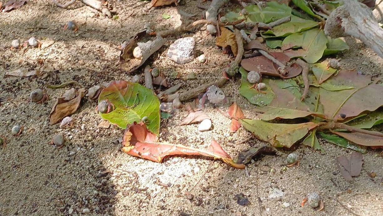 Los cangrejos ermitaños pueblan varios de los cayos. En el Hunting se encuentran por todos lados y cuando las personas llegan o se les acercan, huyen a buscar refugio. 
