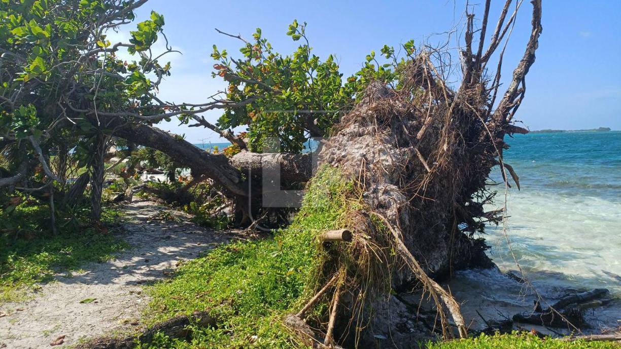 Este árbol derribado da cuenta de lo duro que se puede poner el clima en las pequeñas islas en medio de la nada. Por su ubicación están en la ruta de tránsito de tormentas tropicales y huracanes. Todavía derribado, este coloso se niega a morir y mantiene sus ramas verdes.