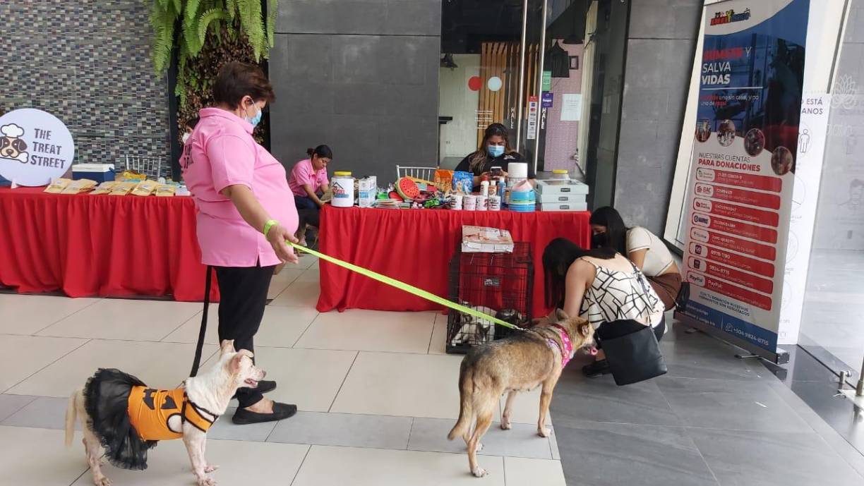 Para adoptar una mascota se debe presentar copia de la cédula de identidad, un recibo público, dirección de donde se llevará y permitir a la Fundación estar pendiente del animal.
