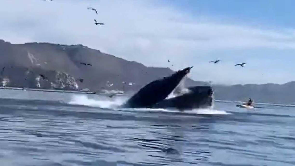 La ballena jorobada no come humanos.