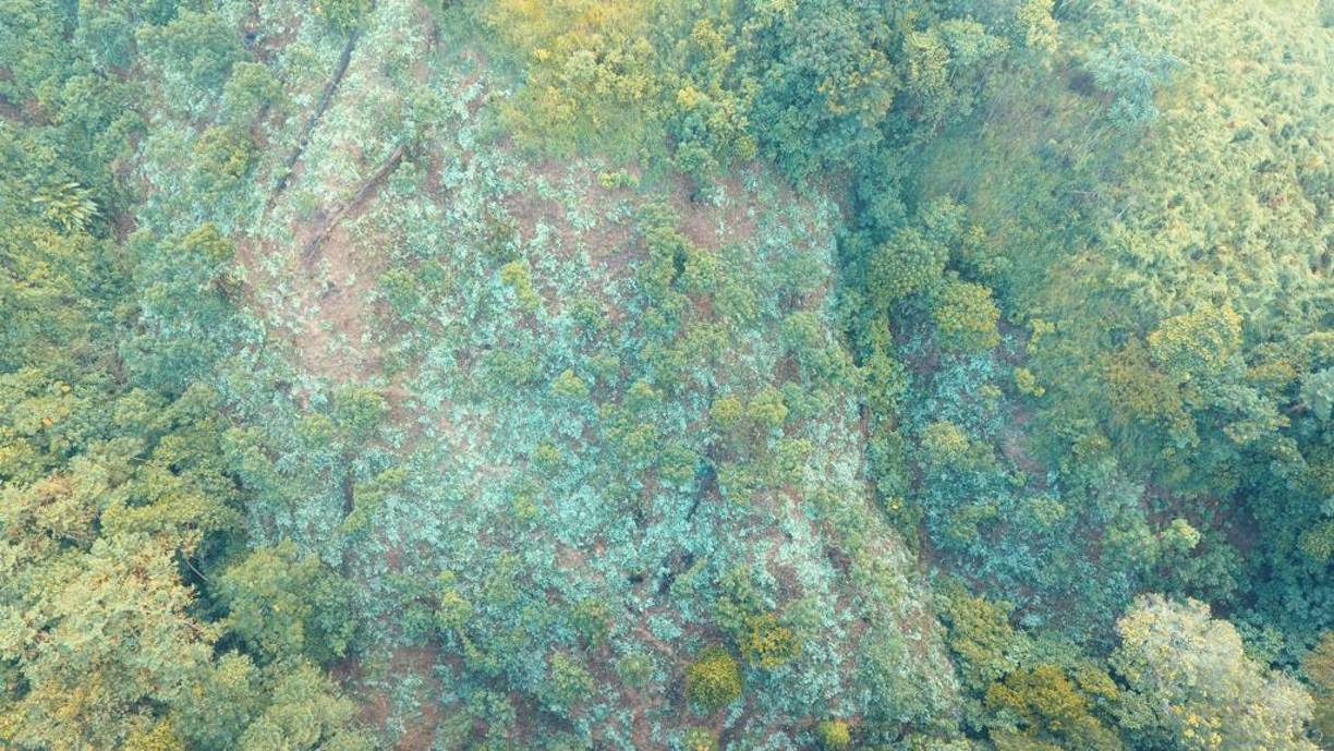 Una de las dos plantaciones vista desde una toma aérea.