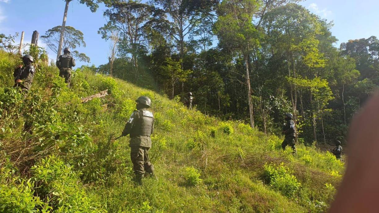 Decomisan 500 mil arbustos de hoja de coca en Olancho