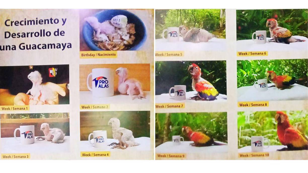 <b>Tres meses es el periodo de crecimiento del polluelo desde que sale del cascarón hasta que se convierte en un ave joven. Luego de esa edad, pasan a un aviario que es como el kínder, donde aprende a volar sola, a convivir con los troncos de árboles y con otros de su especie. También con sus hermanos nacidos en el nido.</b>