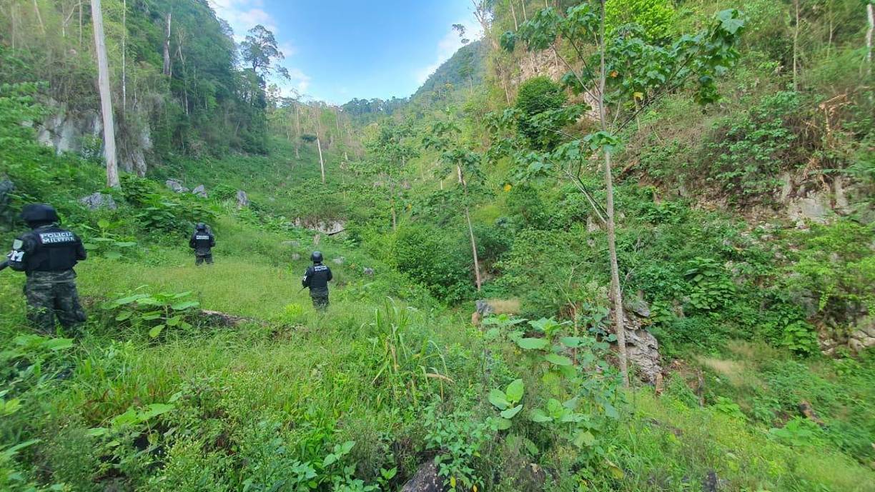 Decomisan 500 mil arbustos de hoja de coca en Olancho