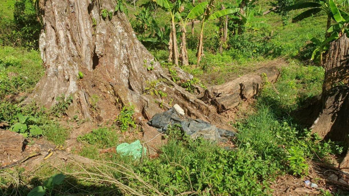 Militares hondureños hallaron este martes 560.000 plantas de hoja de coca y precursores químicos que al parecer se iban a usar para la elaboración de drogas sintéticas en una operación en el oriente de Honduras, informó las Fuerzas Armadas del país centroamericano.