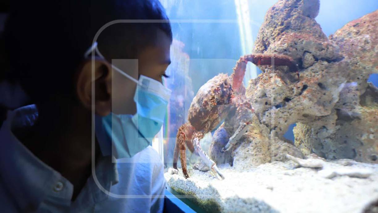 El pequeño Josué observaba con fascinación los peces del acuario. A él le fascina la película Buscando a Nemo y ve muchos documentales marinos. Sin duda, vivió una experiencia fabulosa.