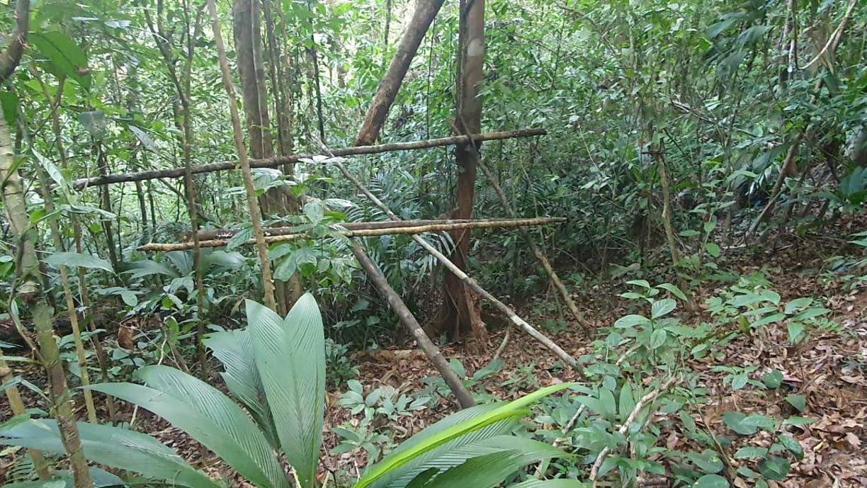 Los cultivos fueron decomisados por elementos de la Policía Militar del Orden Público (PMOP), que hallaron también una estructura de madera utilizada como bodega para almacenar una cantidad no precisada de químicos utilizados para fabricar pasta de coca, detalló.