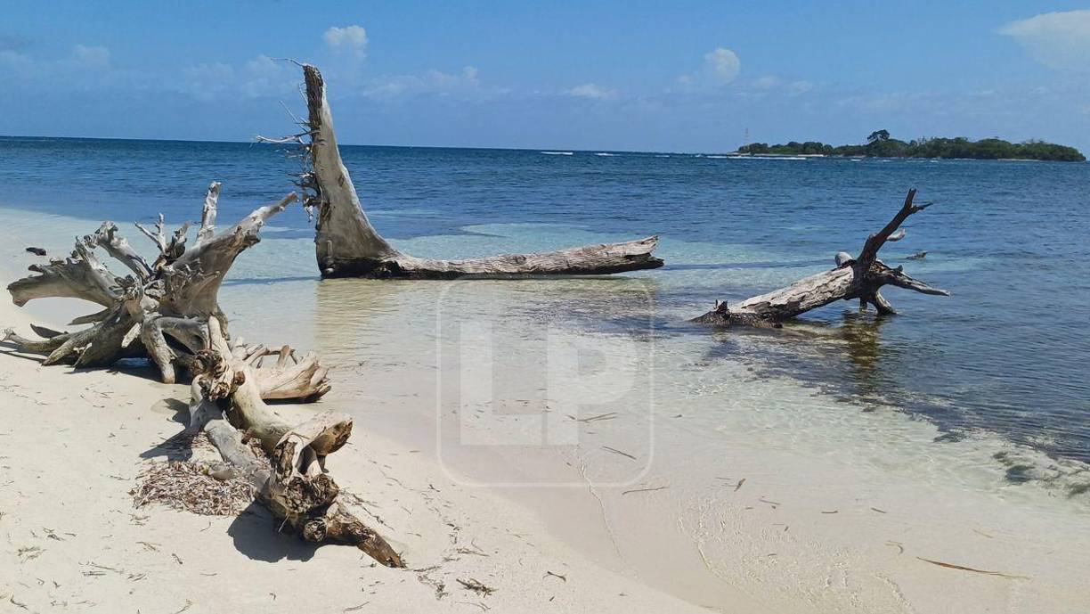 Muchos restos de árboles se convierten en el hogar de peces a lo largo de las playas de arena blanca de los cayos. 
