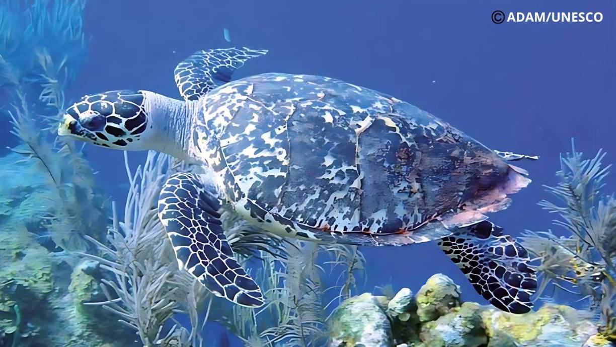 Numerosas especies en peligro de extinción están protegidas dentro de los límites de la Red de reservas del arrecife de barrera de Belice (RRABB), como la tortuga carey.