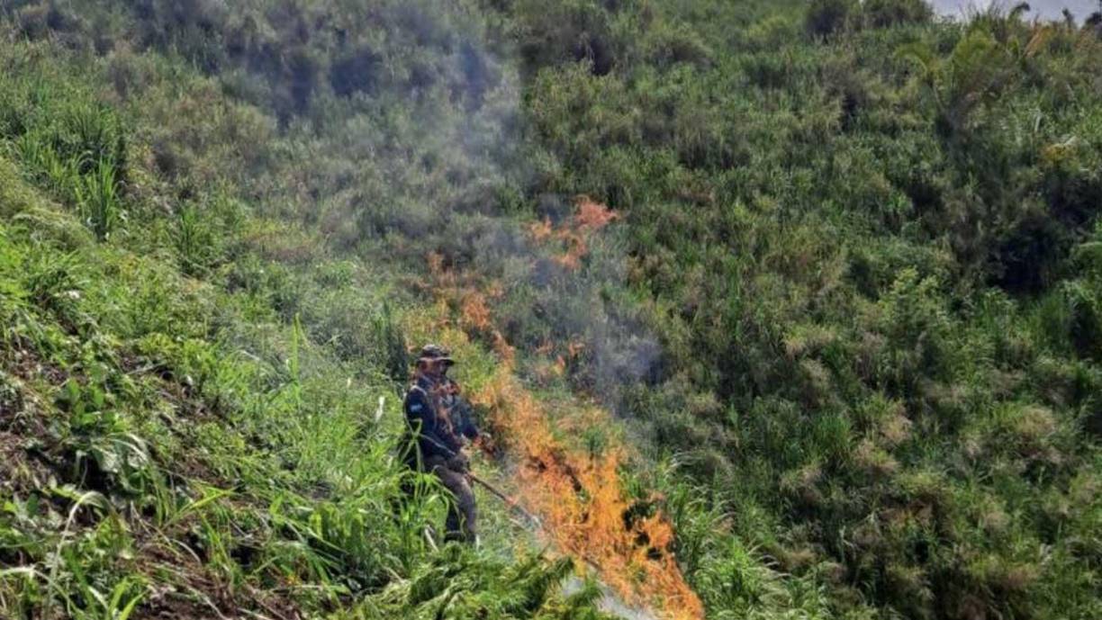 También se identificaron delitos ambientales con la tala desmedida de árboles de diferentes especies, para utilizar las tierras como sembradíos de droga.