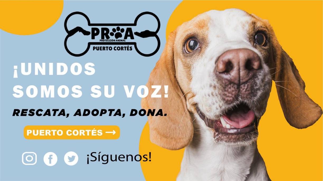 PROA PUERTO CORTÉS: Es la única organización rescatista del Puerto, sin fines de lucro, con el objetivo de crear y hacer conciencia a la comunidad sobre la importancia de la protección animal.