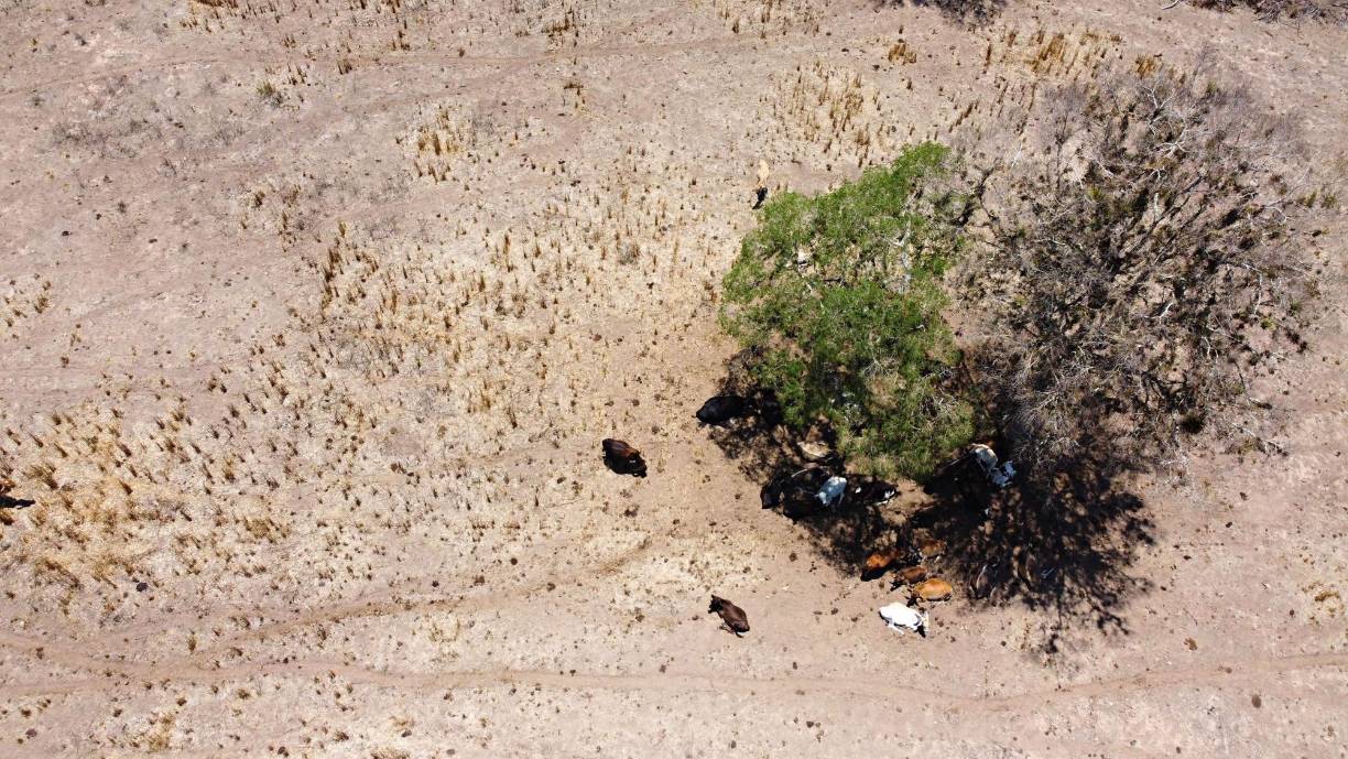 Los dirigentes de la Sago informaron que tratar de definir una estrategia de apoyo para los ganaderos más afectados, por lo que solicitaron apoyo al gobierno. Aunque los funcionarios gubernamentales tardaron en hacer una inspección para ver la situación, prometieron ayuda.