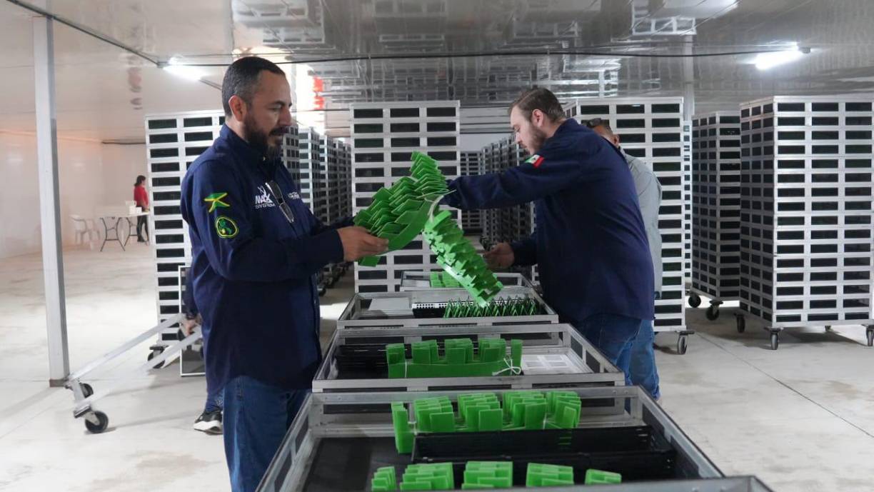 Honduras está en emergencia sanitaria debido a la propagación del gusano barrenedor que afecta el ganado. Desde que se declaró la emergencia se disponen de 49 cámaras de dispersión terrestre, corrales de inspección en zonas fronterizas y siete puestos de control.