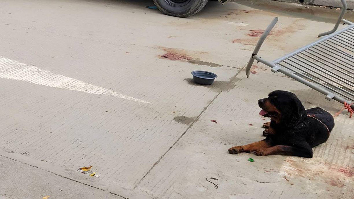 En una publicación en su página de Facebook, las autoridades policiales difundieron imágenes del momento en que el animal fue subido a la patrulla.