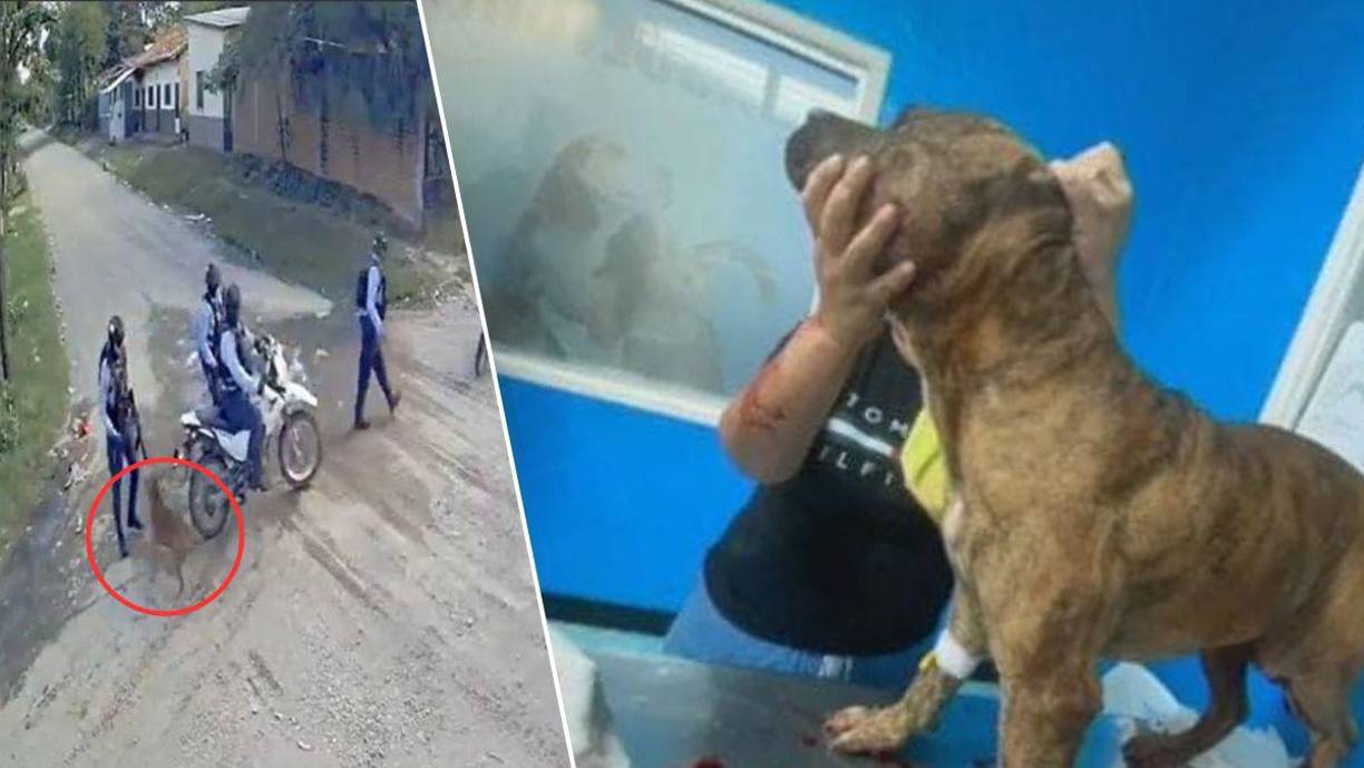 Una cámara de seguridad capturó el momento en que un agente de la Policía Nacional disparó a un perro llamado Toby, durante un operativo en el que se detuvo a un joven hondureño, presuntamente menor de edad, en Choluteca. La acción ha desatado una ola de críticas hacia las fuerzas del orden. 