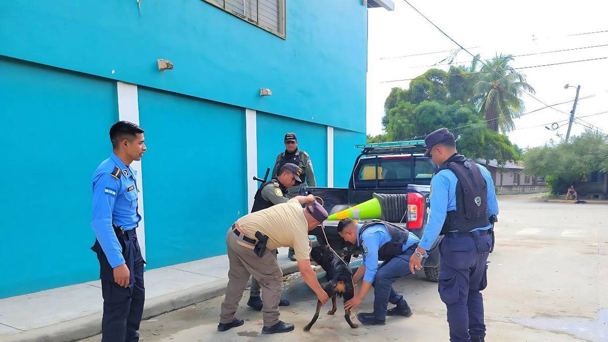 “La Policía Nacional actuó rápidamente, asegurando al animal para evitar más agresiones”, escribieron. 