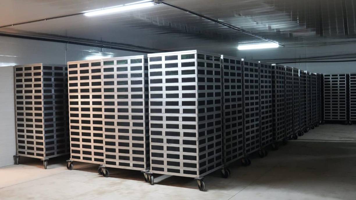 Como una de las estrategias para frenar el avance de la plaga del gusano barrenador del ganado en Honduras, las autoridades de la Secretaría de Agricultura y Ganadería (SAG) inauguraron el centro de eclosión y dispersión de moscas estériles.