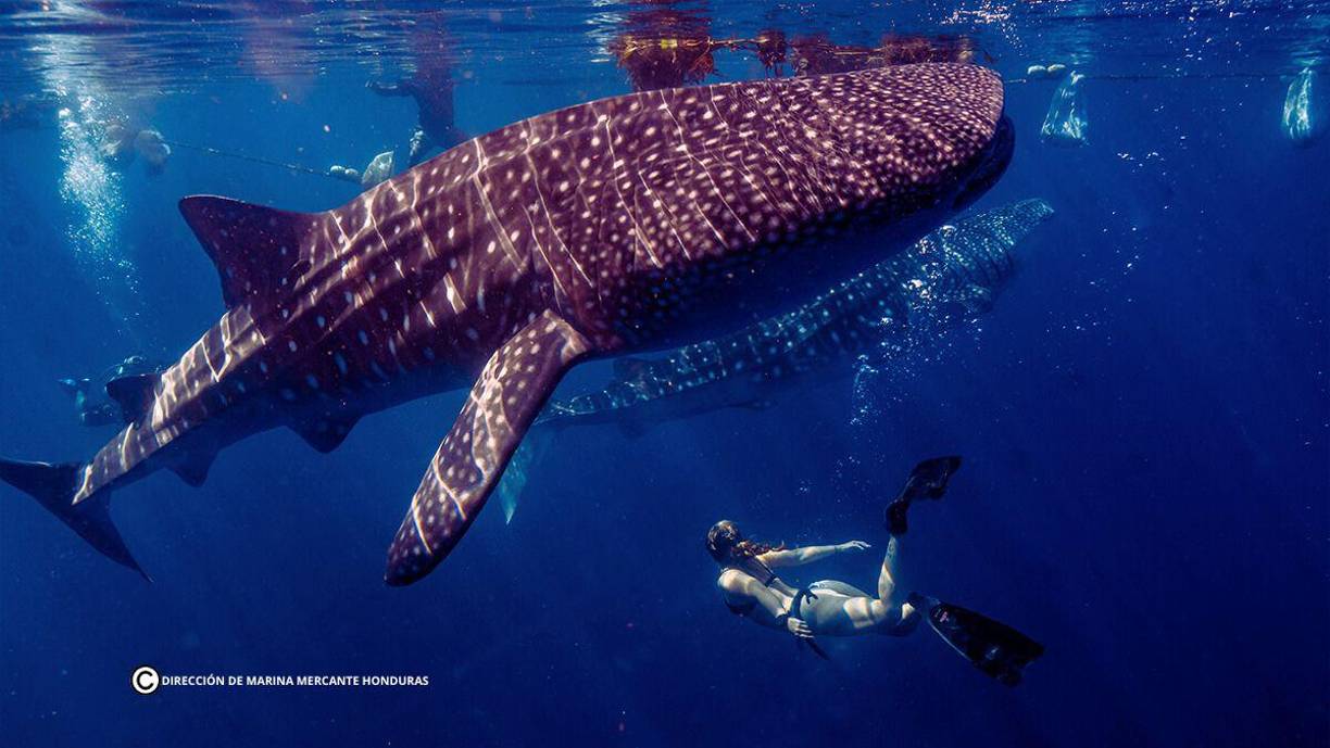 En Honduras, el Tiburón Ballena se observa principalmente en la Isla de Utila, su presencia se debe a que las plataformas continentales son parte de las áreas más productivas de los océanos, en ellas se capturan la mayor parte de la producción pesquera mundial. Los Cayos Zapotillos son muy cerca de Utila, y pertenecen al departamento de Islas de la Bahía y ahí también se avista el enorme tiburón amistoso.