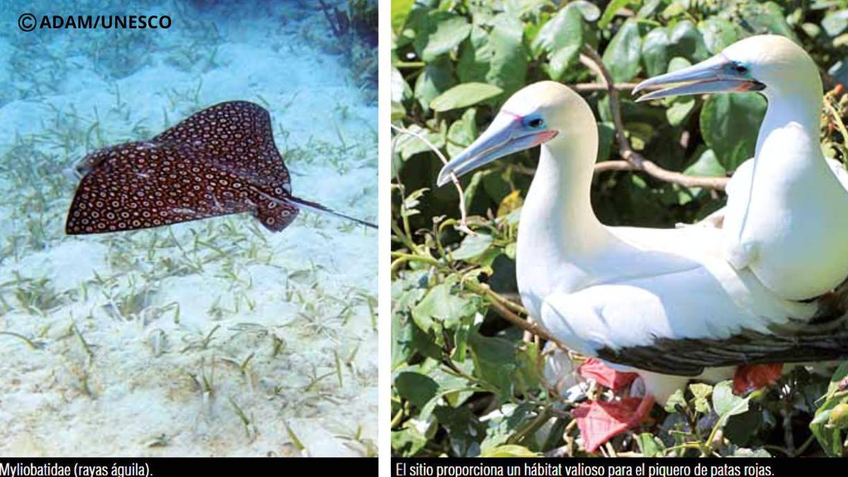  En 1996, Belice consiguió obtener la declaración de Patrimonio Mundial para su arrecife. Hogar de casi 1,400 especies, el Valor Universal Excepcional (VUE) del Arrecife de barrera de Belice fue recono-cido por la Unesco. 