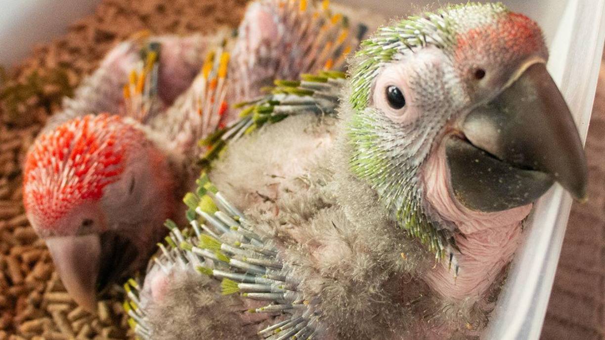 <b>En el parque, el área de mayor necesidad es satisfacer los apetitos de nuestros 350 amigos emplumados en el parque y de las aves liberadas que aún están parcialmente bajo nuestro cuidado. Las aves comen una dieta principalmente de frutas, verduras y semilla. El parque también recibe donaciones para las aves.</b>