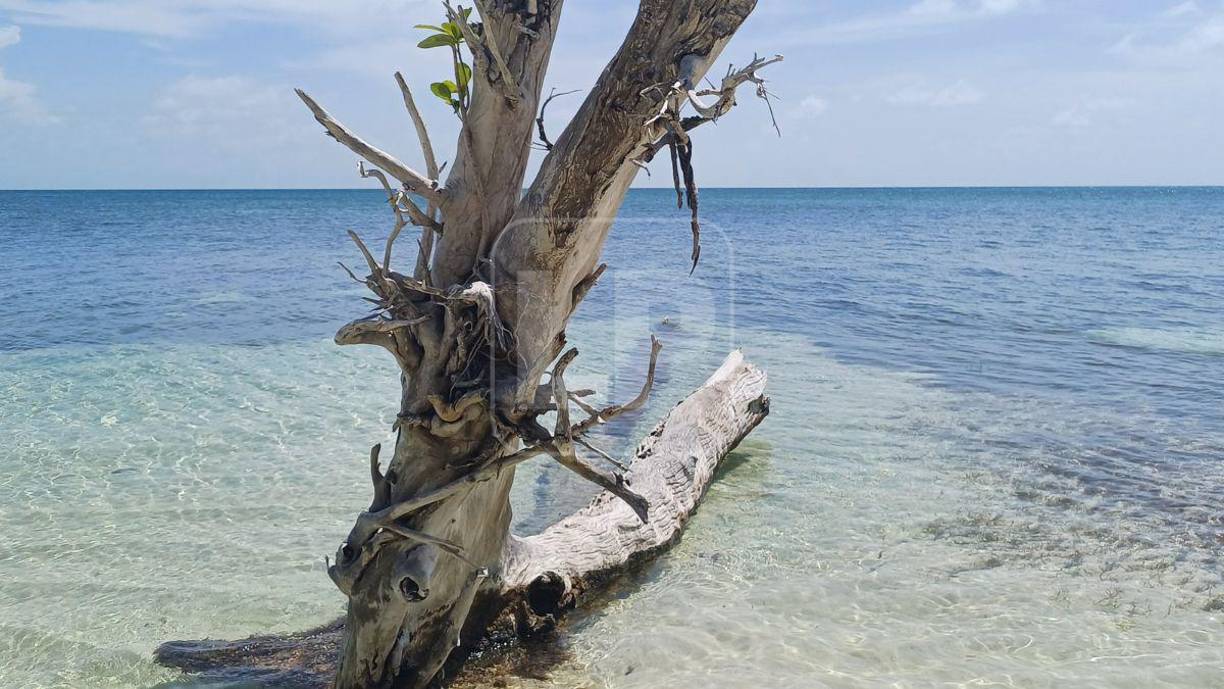 Este otro tronco de árbol le da vida a una postal de ensueño con un mar de diferentes tonos de azul llenos de vida, especies coralinas y flora marítima.