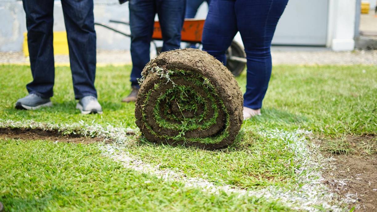 La grama la transportan manualmente a un vehículo para ser instaladas en una cancha dentro del complejo deportivo Olímpico Metropolitano donde juegan las ligas menores.