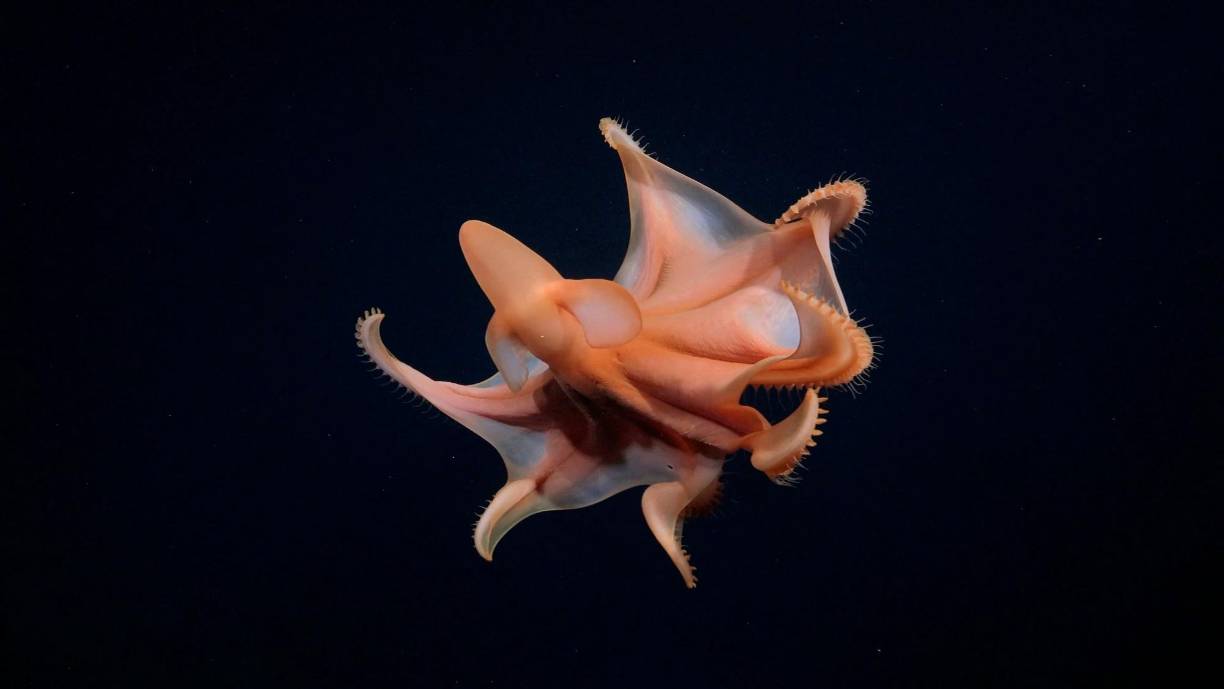 Las fuentes térmicas descubiertas en Galápagos emiten agua a una temperatura de 288 grados centígrados y son hábitat de varias especies, entre ellas gusanos Riftia, también conocidos como gusanos gigantes. 