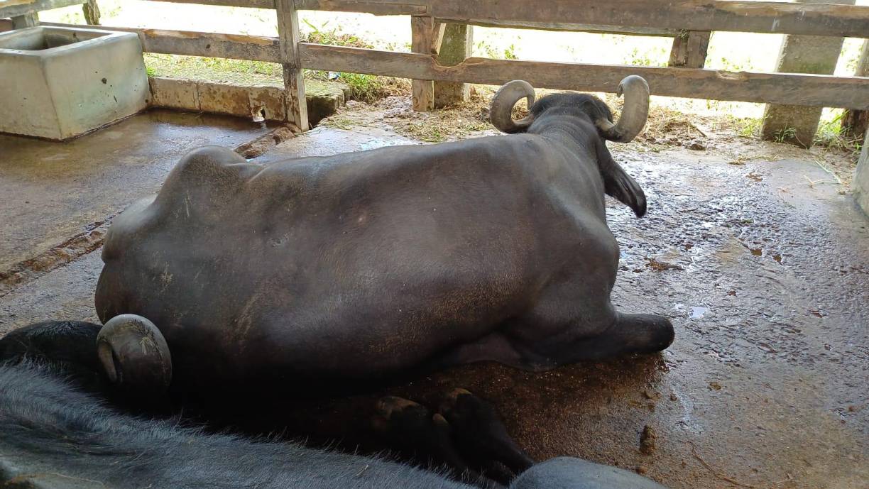 “Se ven más cuidados, más gorditos, así es bello verlos”, decía Raquel López que junto a su familia escuchaba platónica el estruendoso rugir de los felinos que descansaban vigorosos en sus jaulas.