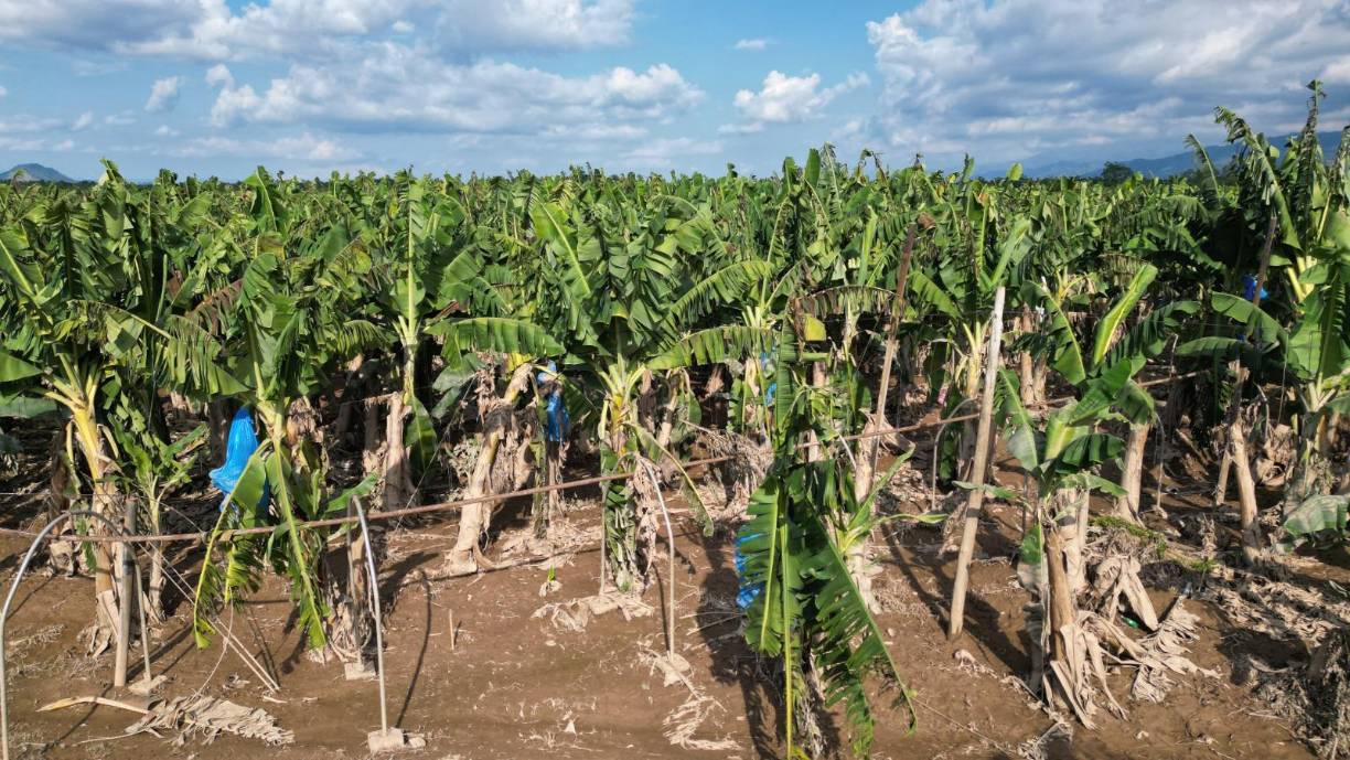 Plantaciones se han declarado en perdida. Se reportará una baja producción del agro. 