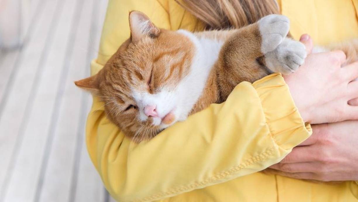 El vínculo con un gato es muy especial, y por eso, cuando nos enfrentamos a la triste posibilidad de que nuestro compañero esté llegando al final de su vida, surgen muchas dudas. Los gatos, por su propia naturaleza, son animales muy reservados y pueden llegar a ocultar sus dolencias. ¿Qué signos dan los gatos antes de morir: las señales a tener en cuenta?.